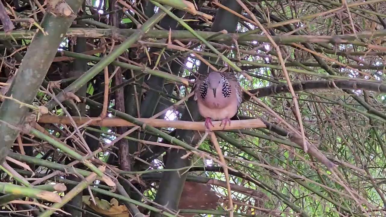 The sound a bird .