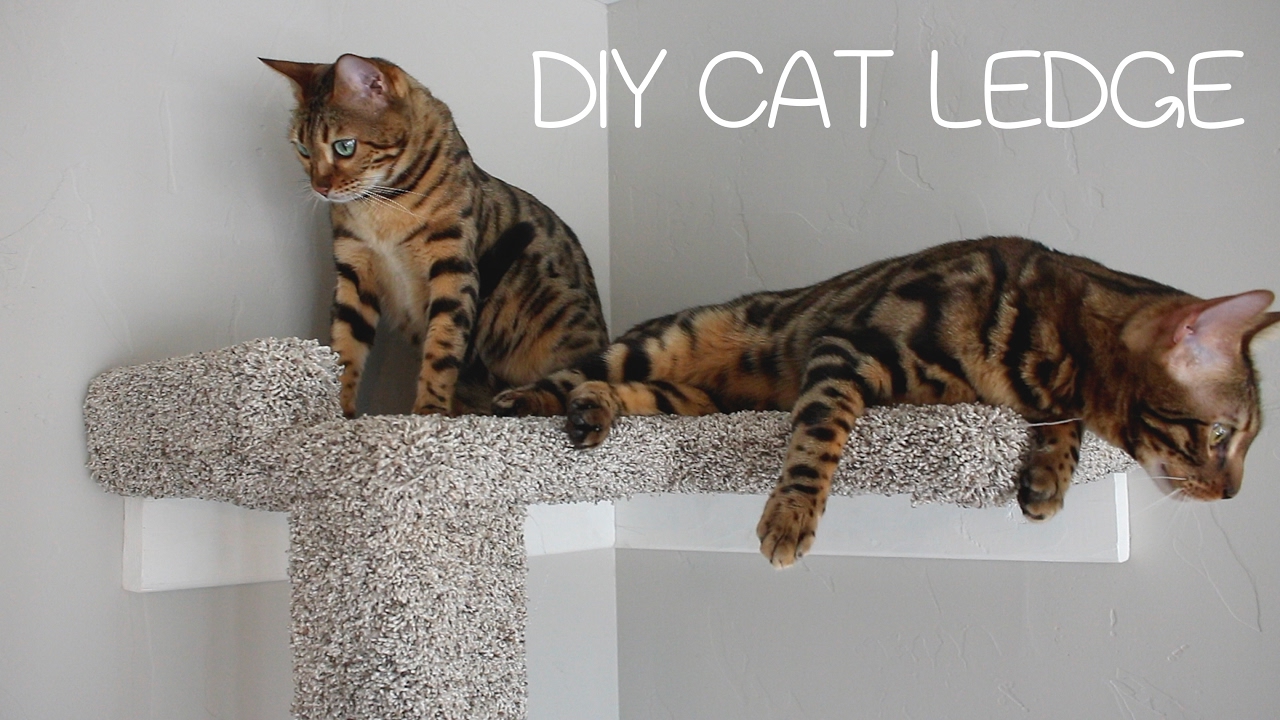 DIY Cat Ledge