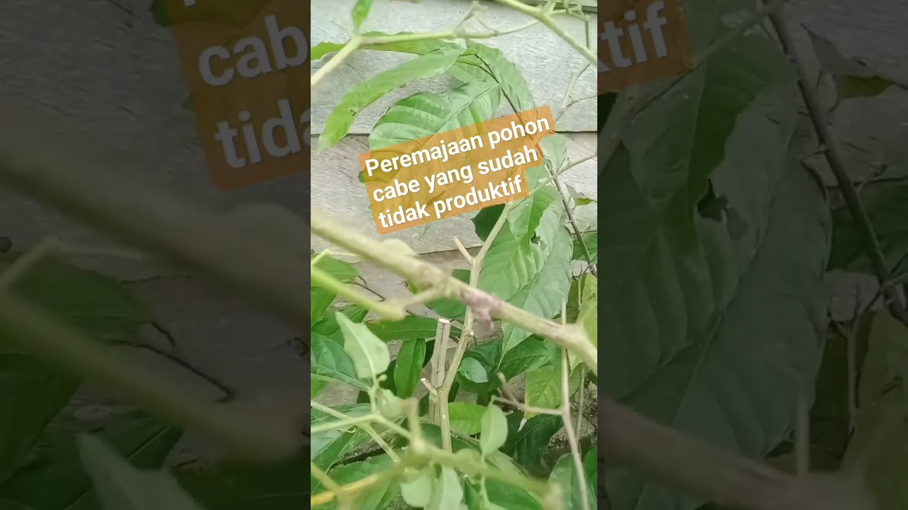 Tips peremajaan kembali tanaman cabe yang sudah tidak produktif 