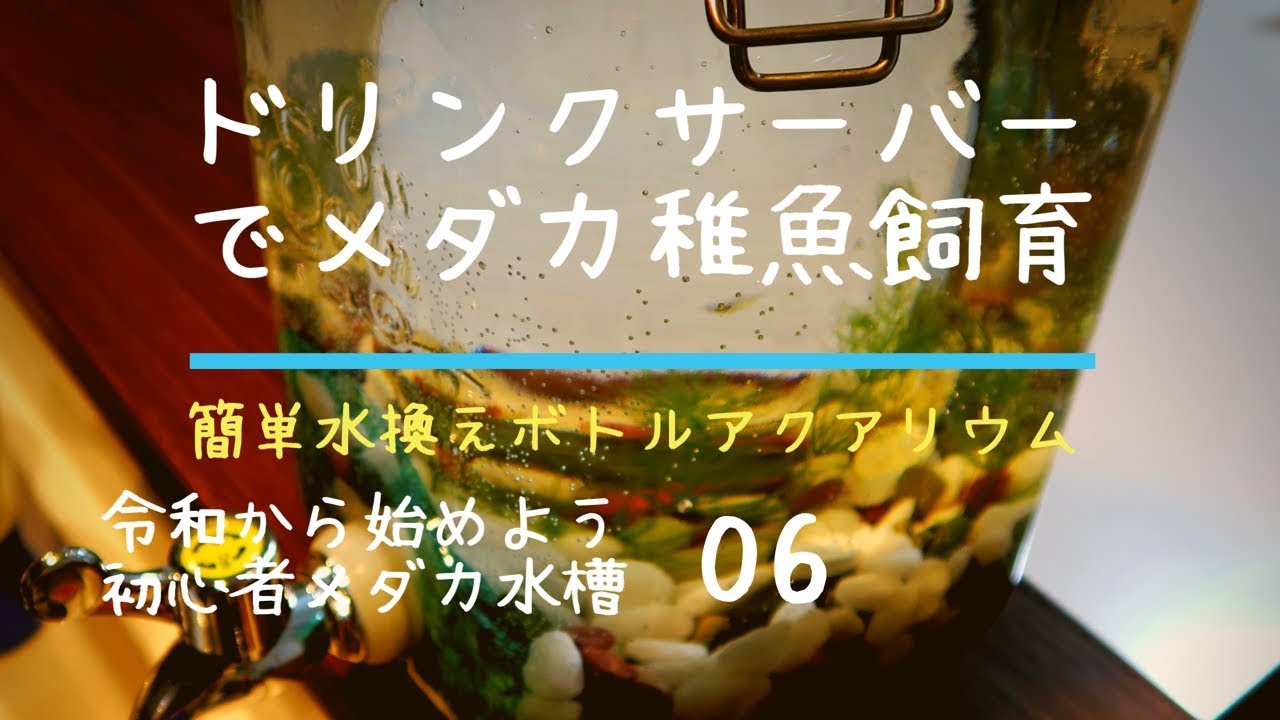 【アクアリウム】水換え簡単！ドリンクサーバーでメダカ稚魚飼育 #1 【初心者メダカ水槽 06】