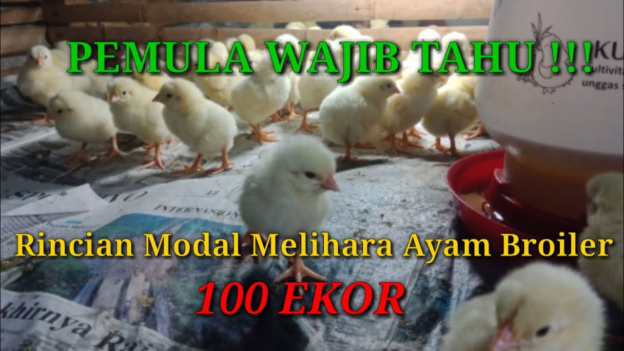 Analisa Modal Ternak Ayam Potong/Broiler 100 Ekor Bagi Pemuala