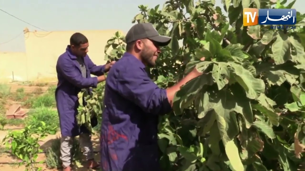 الوادي: معاهد التكوين المهني وجهة الشباب للتكوين في المجال الفلاحي ومواكبة سوق الشغل