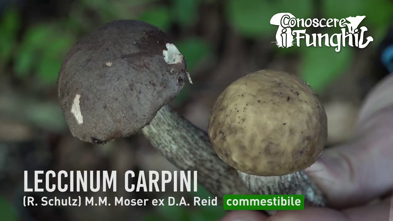 Conoscere i Funghi: Leccinum carpini [ COMMESTIBILE ]