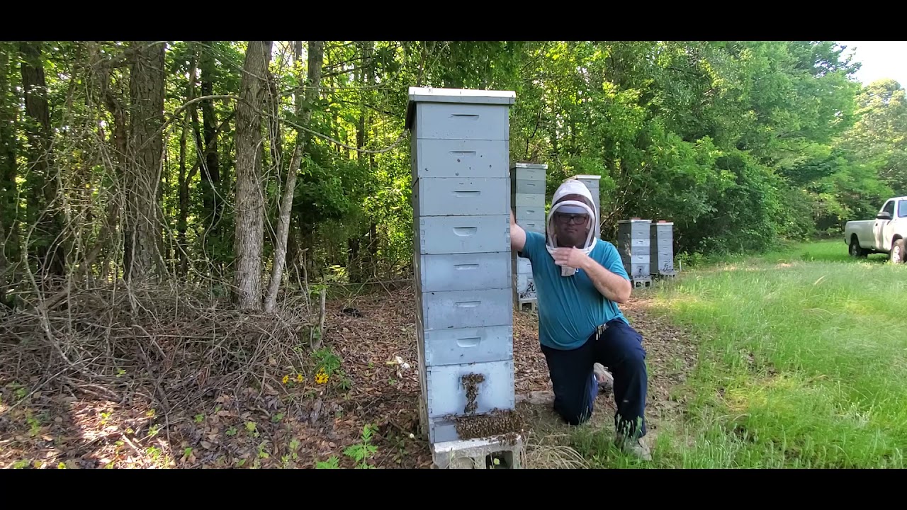 Checking hives for absconding to save combs. #beekeeper #honeybees