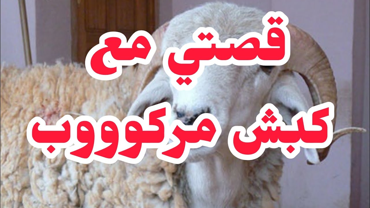 باعونا كبش مركوب⛔والصدمة ليلة العيد.... لي يصرالي مع الحيوانات يحبس الراس قصة تخوووف