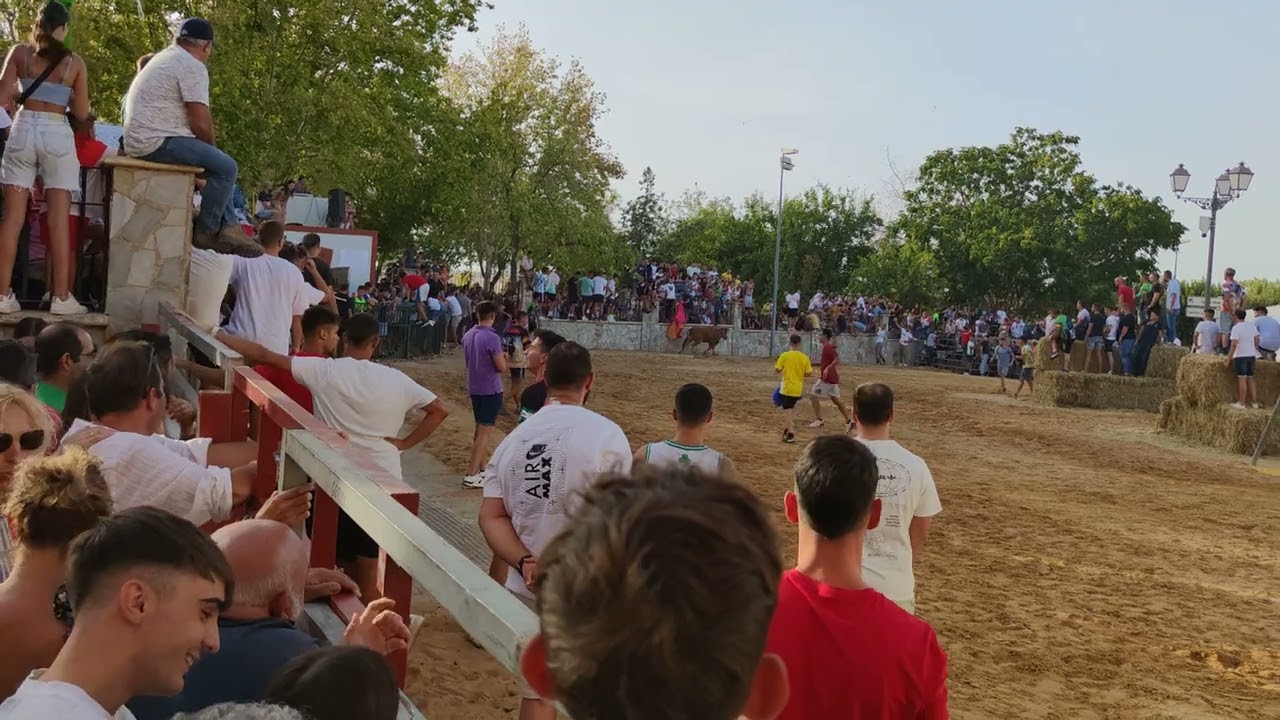 Feria El Coronil 2023 vaquilla dobla la señal de rotonda 15 de Agosto
