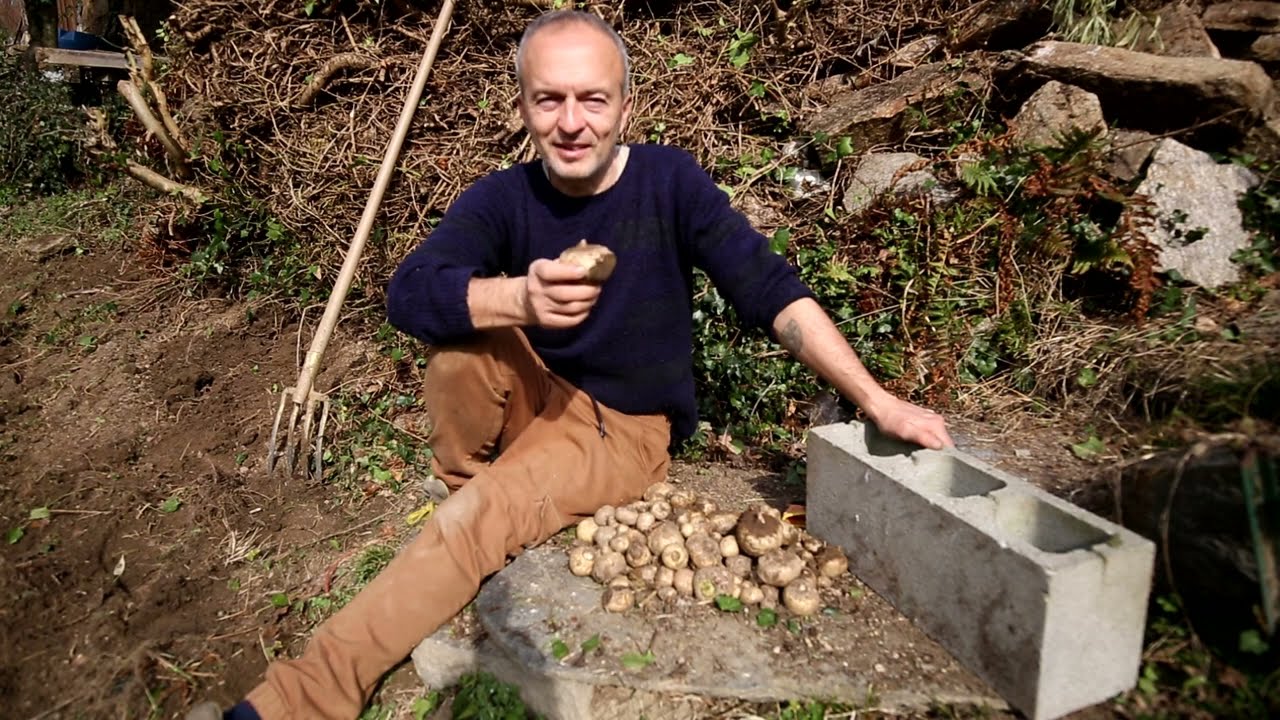 Video 198 - Giglio Wodoo, #Sauromatum raccolta e impianto