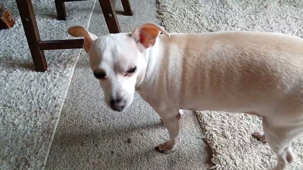 Doggie Play date