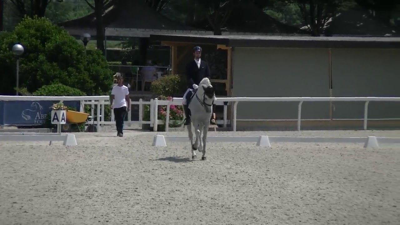Dressage M200 - Daniel Volante - Etrea sport horses