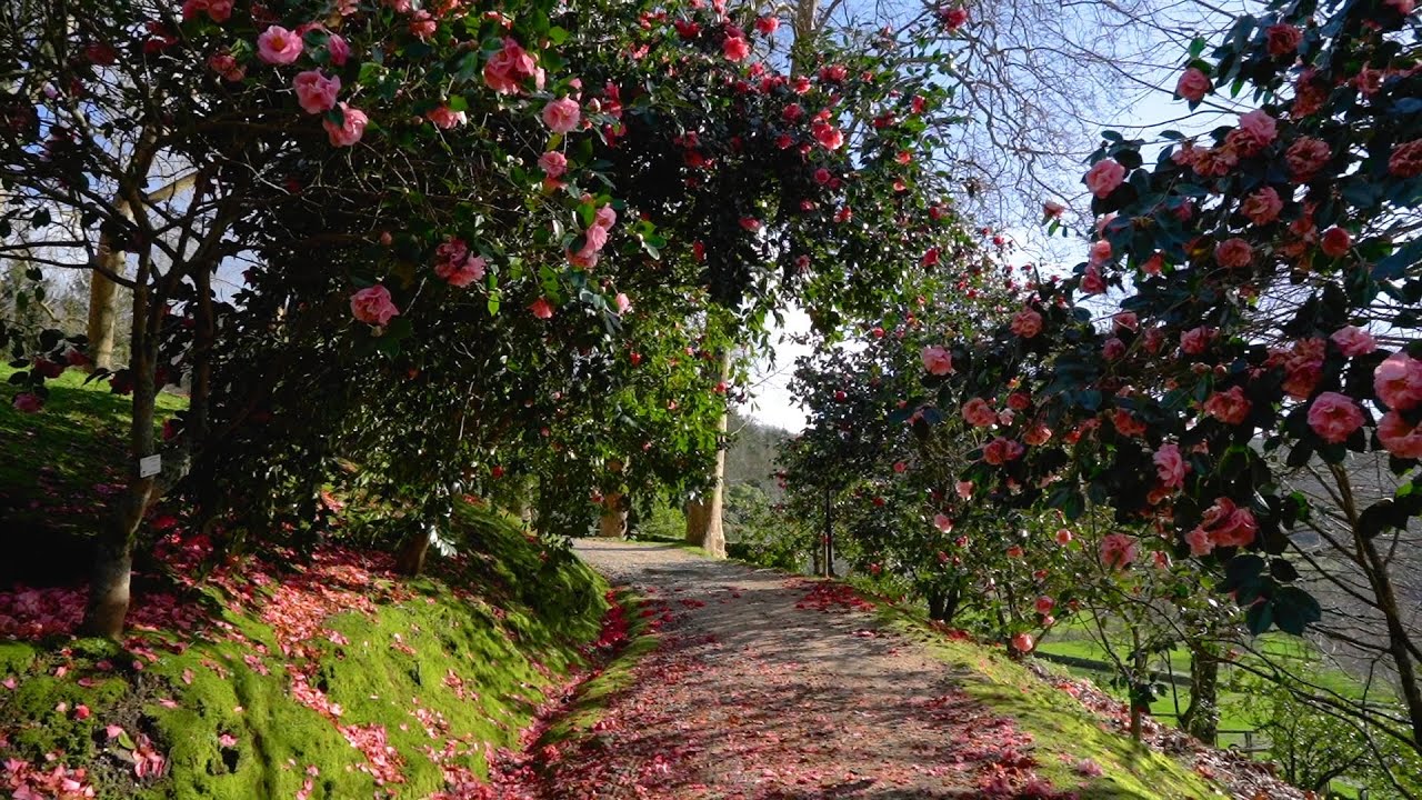 🌺 La ruta de la camelia