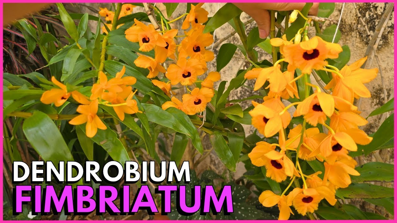 DENDROBIUM FIMBRIATUM FLORAÇÃO E DICAS DE CULTIVO 🌸☝️