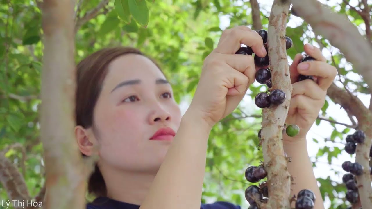 Harvesting Giant Jabuticaba Fruits to Sell | The Most Fruit Covered Tree Ever — You Won’t Believe It