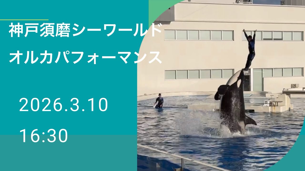 神戸須磨シーワールド　オルカパフォーマンス　2026.3.10 16:30