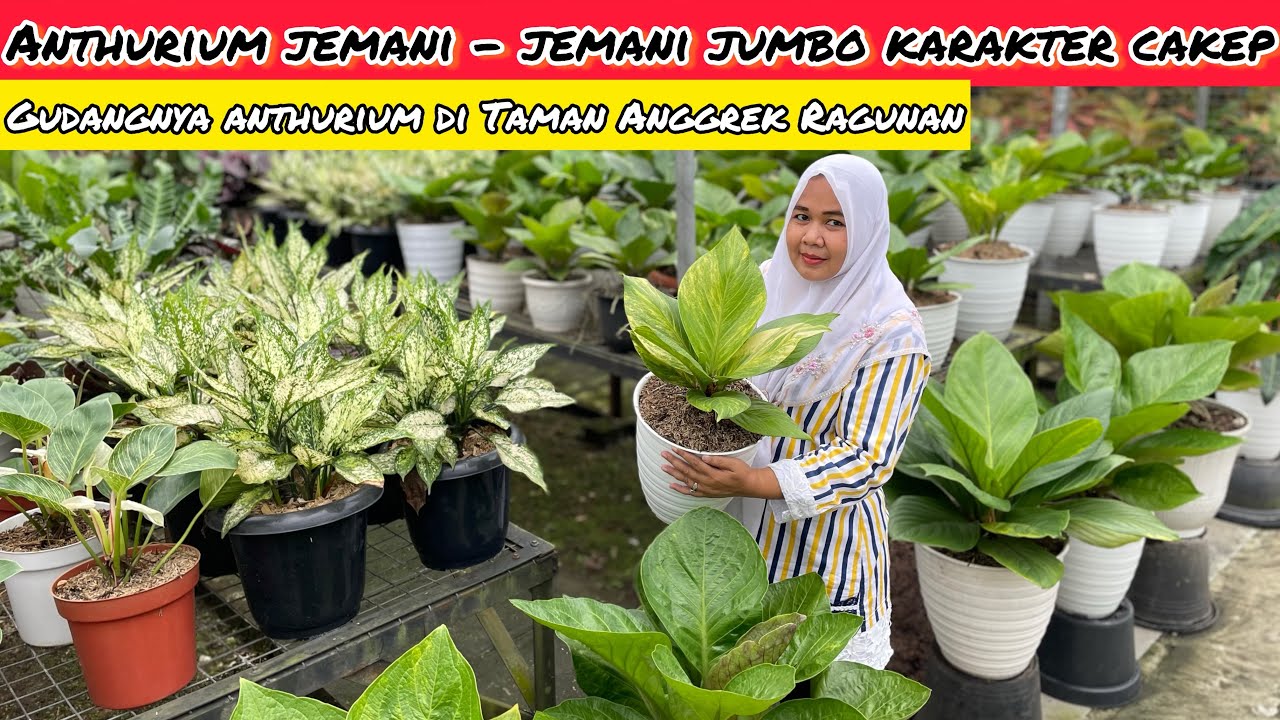 ANTHURIUM JEMANI DAN MANGKOK BERKARAKTER ADA DISINI ‼️ GUDANGNYA ANTHURIUM DI TAMAN ANGGREK RAGUNAN