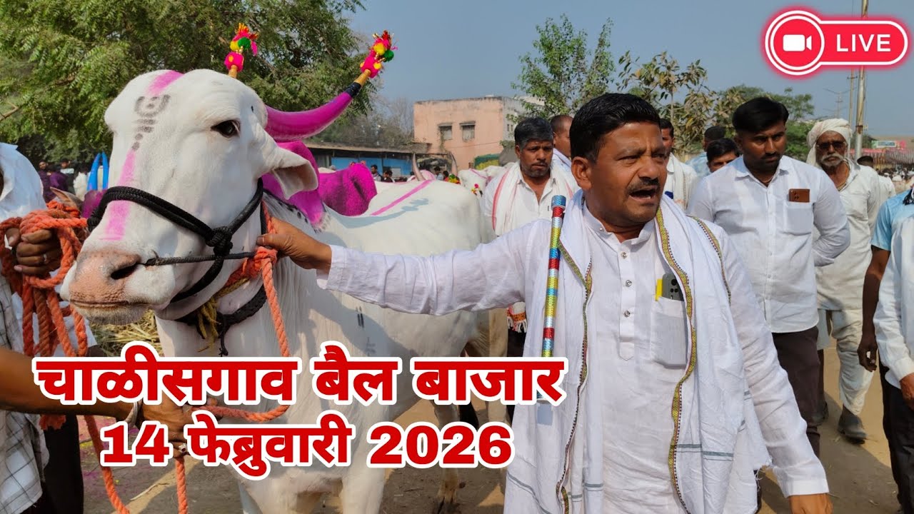 Chalisgaon bail bazar 14 February 2026 | चाळीसगाव बैल बाजार 2026 | chalisgaon bail bazar 