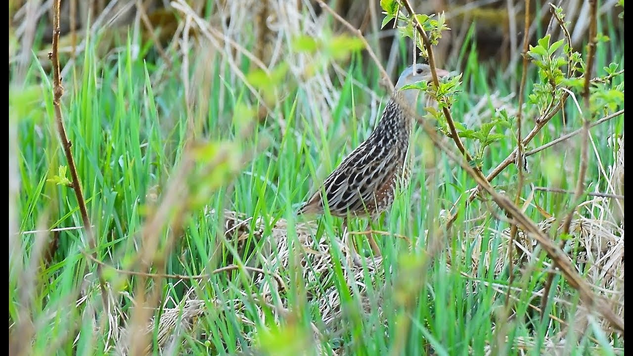Rukkirääk (Crex crex) oma laulu esitamas Simunas 12.05.2018