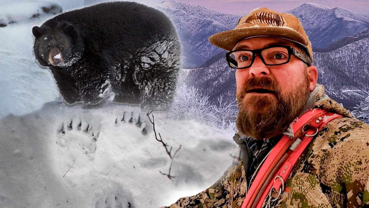 Tracking Bears with Hounds!