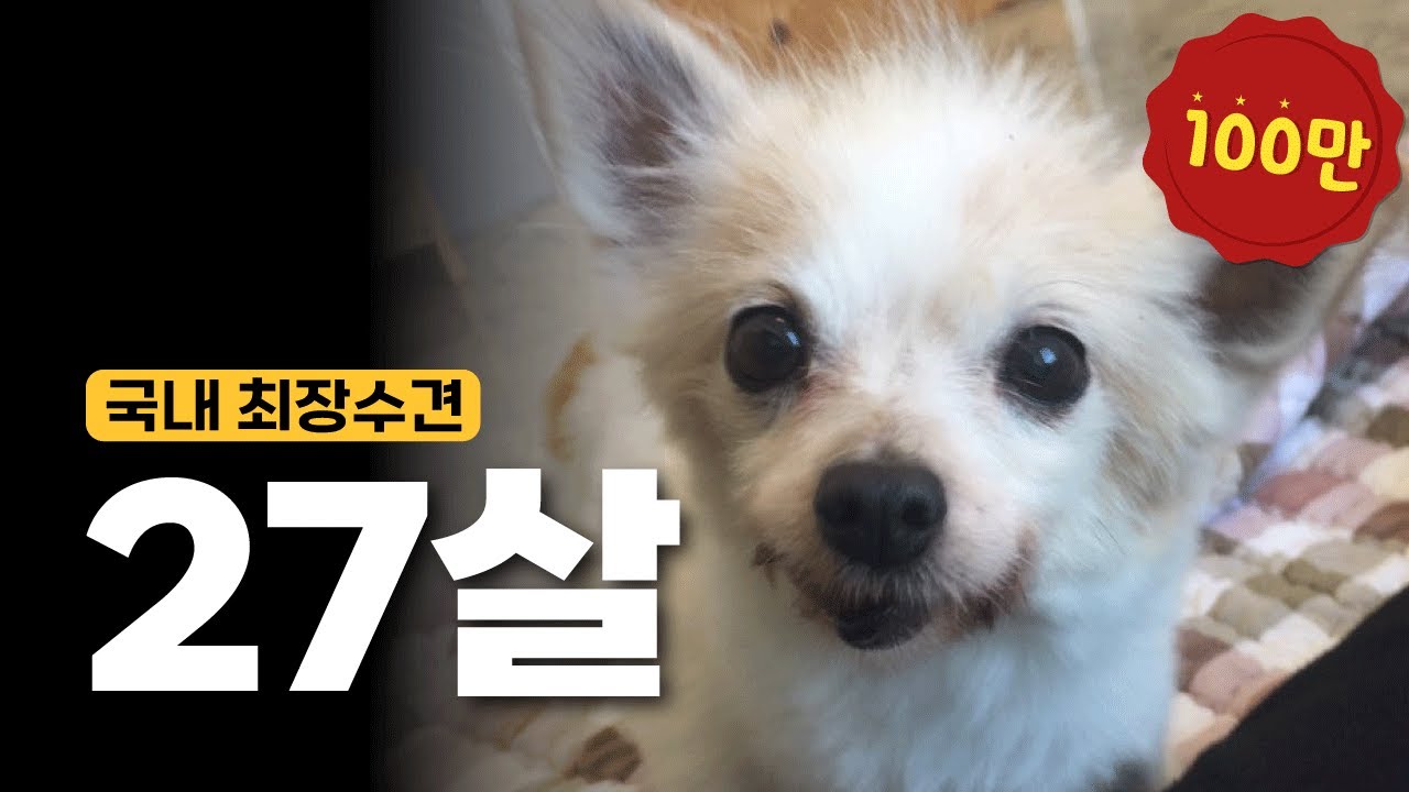 사람 나이로 149살인 강아지에게 보호자가 매일 해주는 것