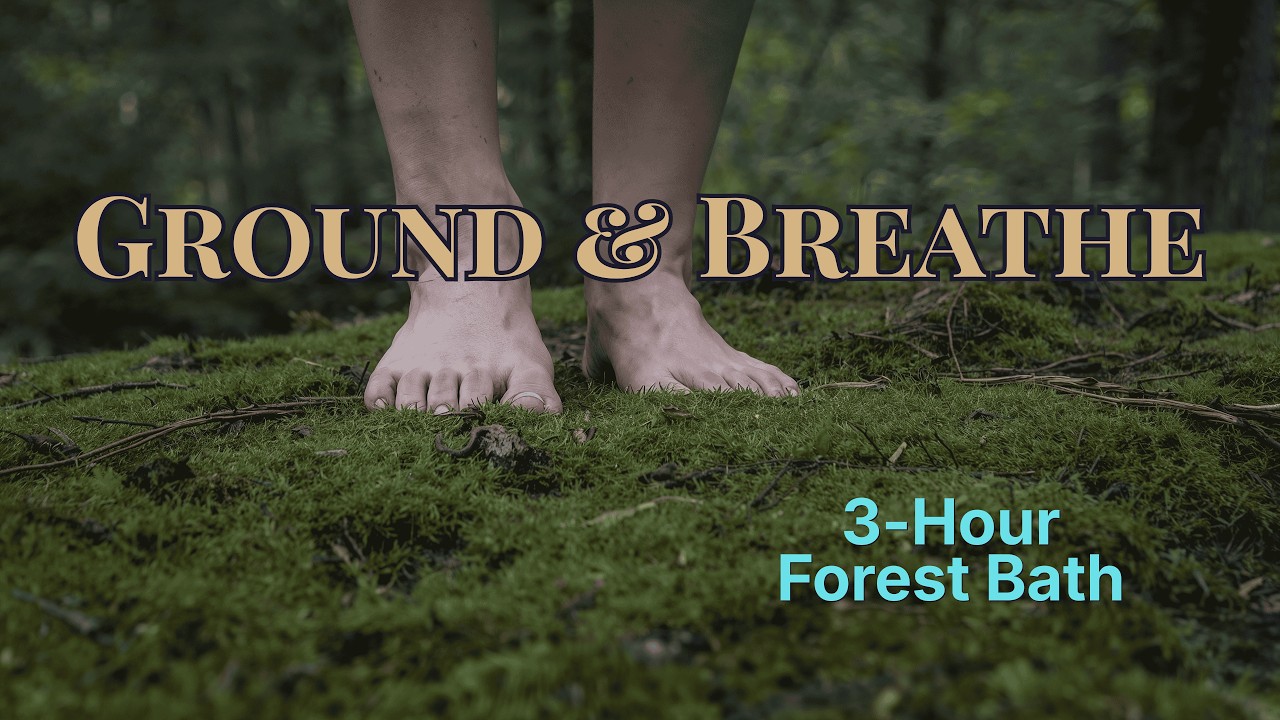 Forest Breath | Why Trees Heal Us