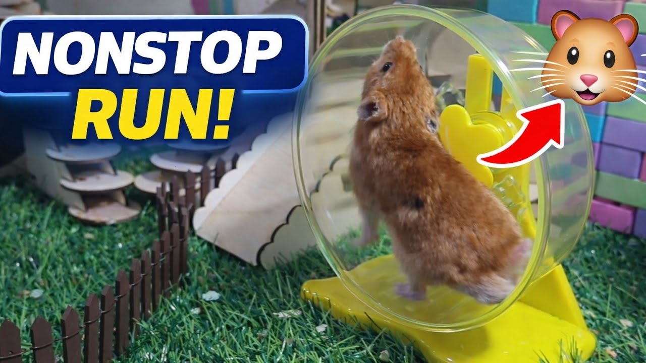 Hamster Wheel Marathon 🐹💨 | Satisfying & Relaxing Video