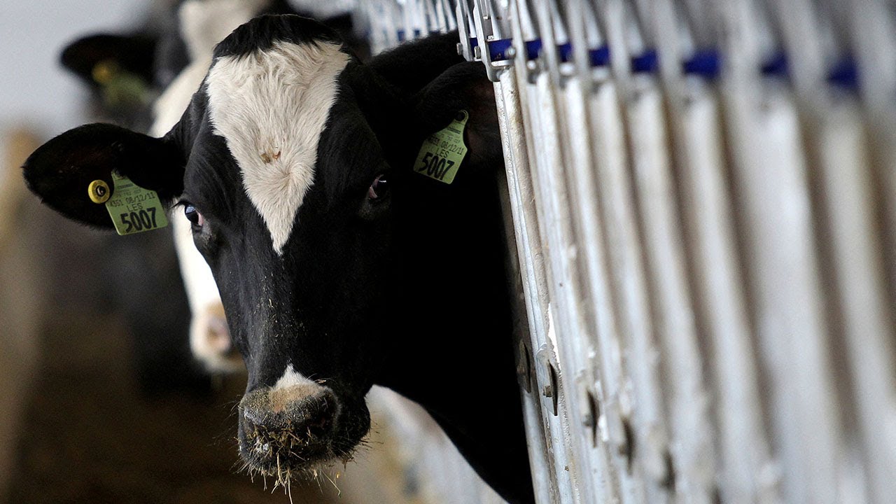 The CDC Response to the Spread of H5N1 Avian Flu in Dairy Cows