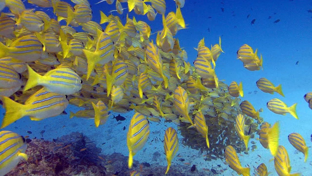 Bandos Island Resort & Spa: Product Highlights - Dive Bandos