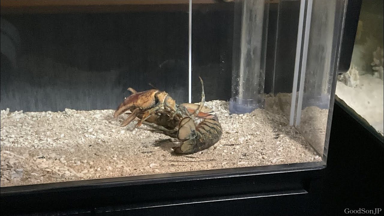 【大変！】ペット化した食用ロブスターに異変が...【アクアリウム】Lobster Molting