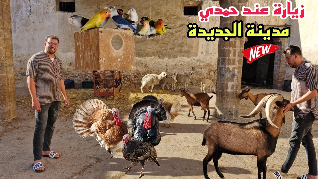 زيارة عند حمدي🔥من مدينة الجديدة شارك معانا الولاعة ديالو فرجة ممتعة