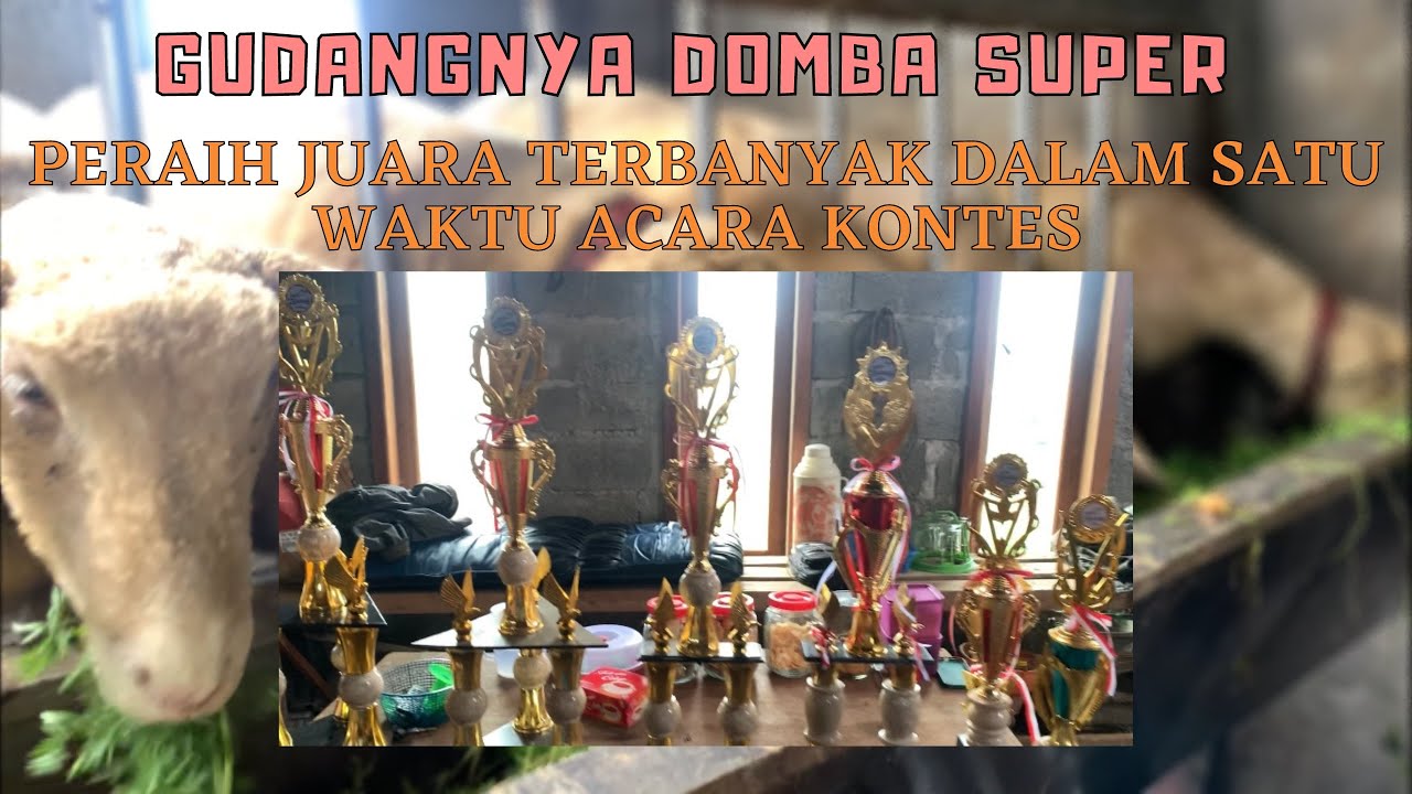 ABSEN DOMBA DOMBA JUARA KONTES DPR RI‼️