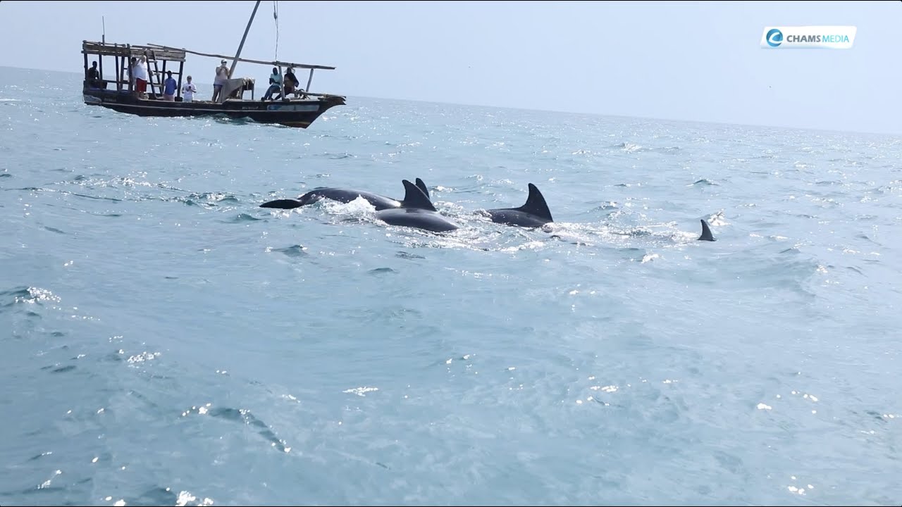 The Dolphins, Waters and Corals of Kisite Mpunguti Marine Park