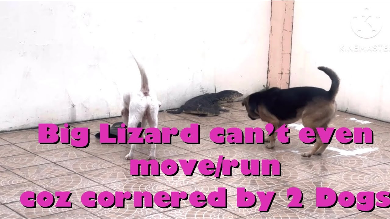 ( full Video )Big lizard couldn't run,move & scared cuz cornered by two dogs that won't stop barking