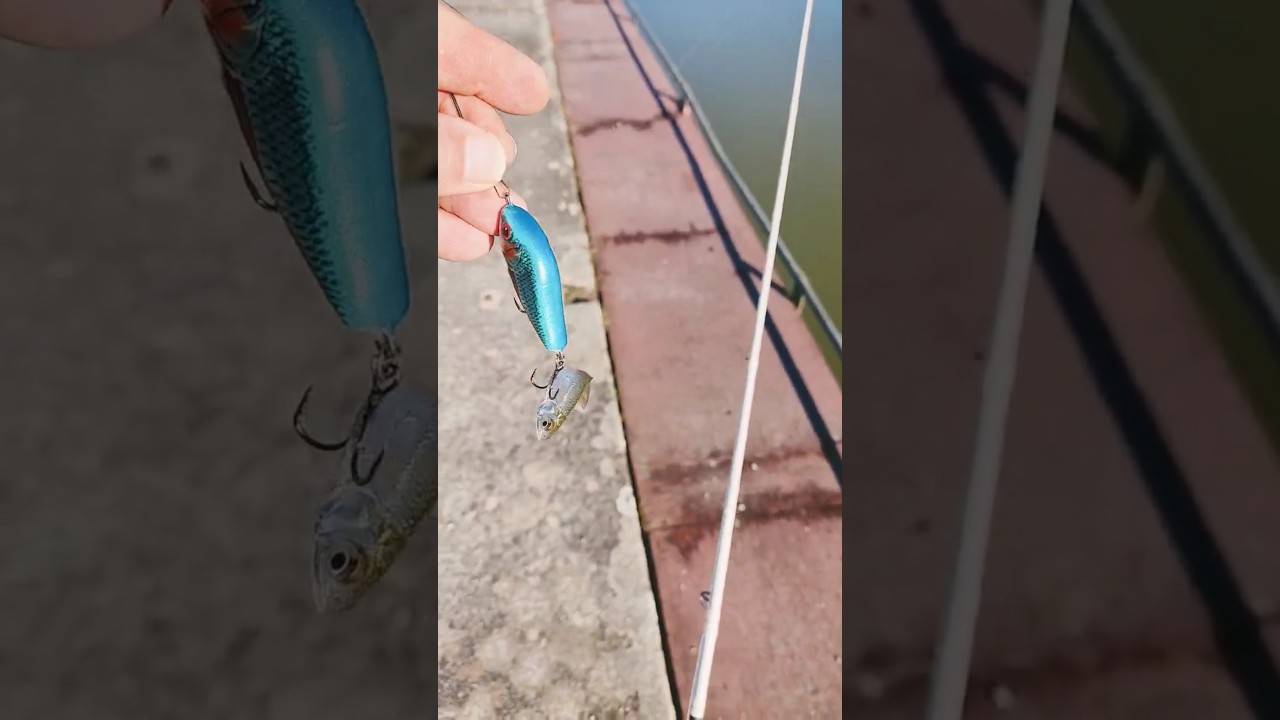 Premier poisson #fypyoutube pour la pepper #fishing #pechemouche #foryou #pecheur #pechealamouche