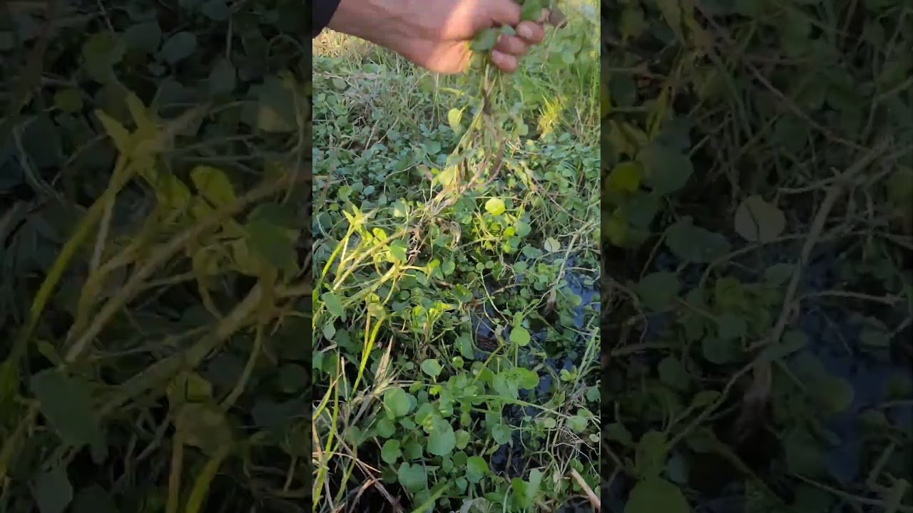 Fresh Watercress Harvest 🌿💧"