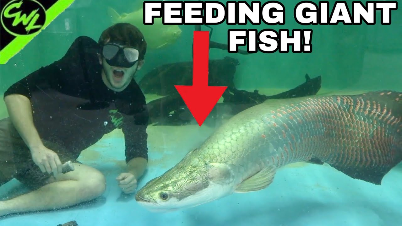 FEEDING GIANT PREDATORY FISH!!!