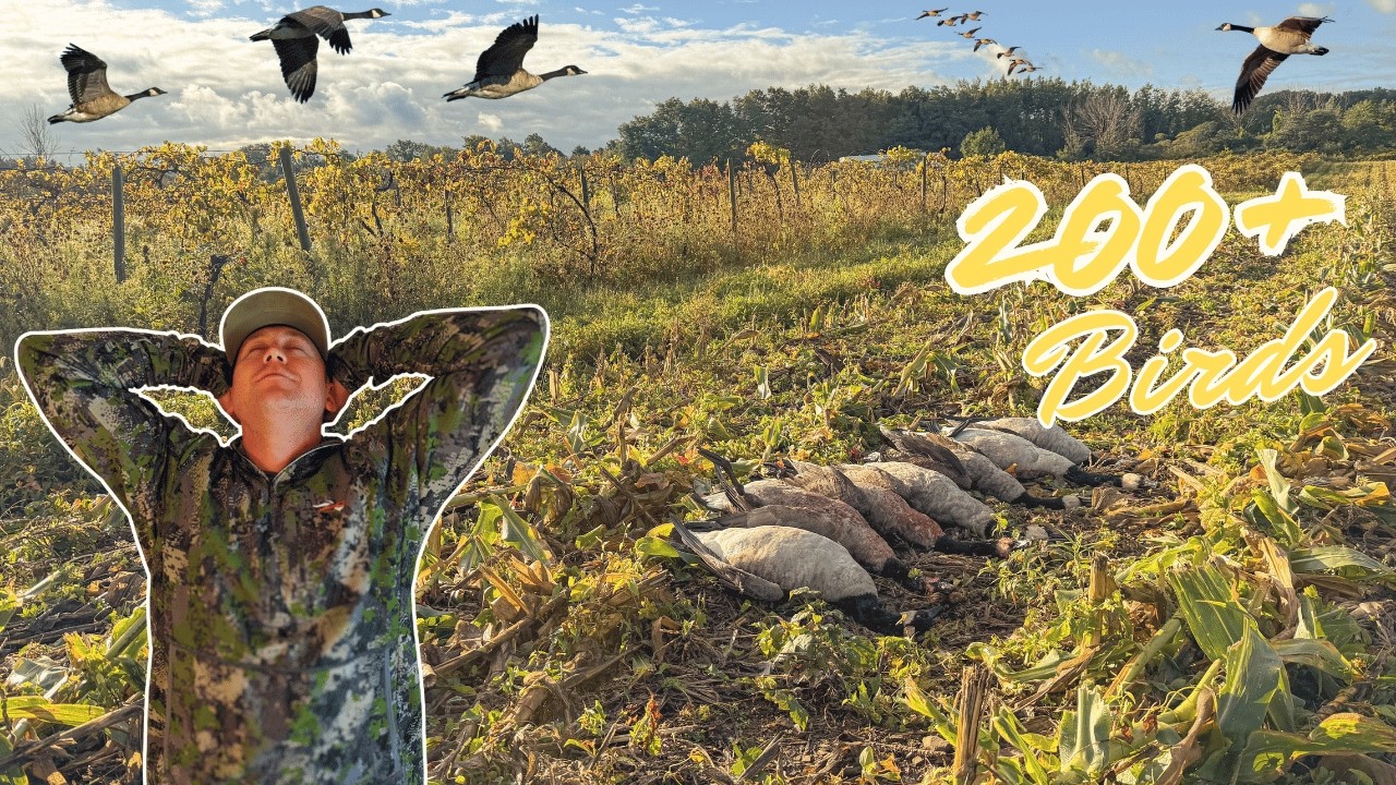 I have the worst luck....... Early September Geese