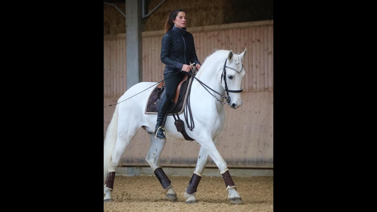 Dressage//Lessons with Manolo Oliva