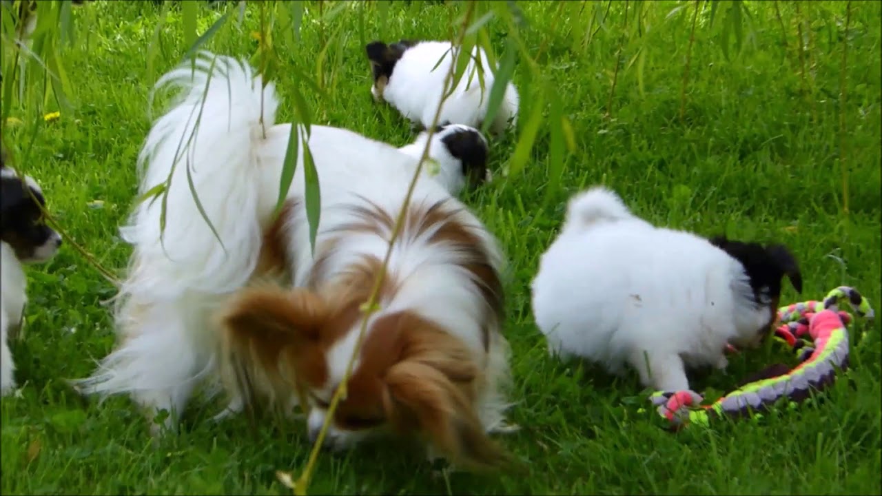 Les chiots papillons de la Grange Bailly
