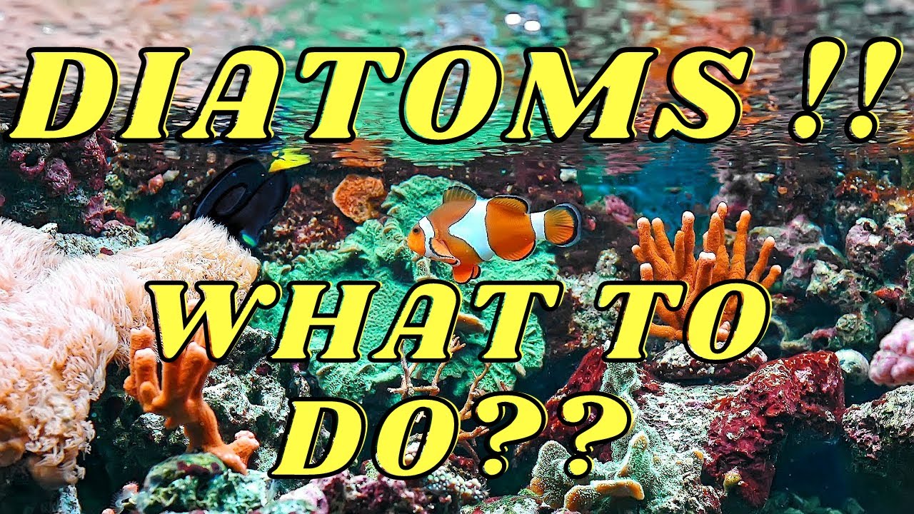 The UGLY Diatom Bloom Issue
