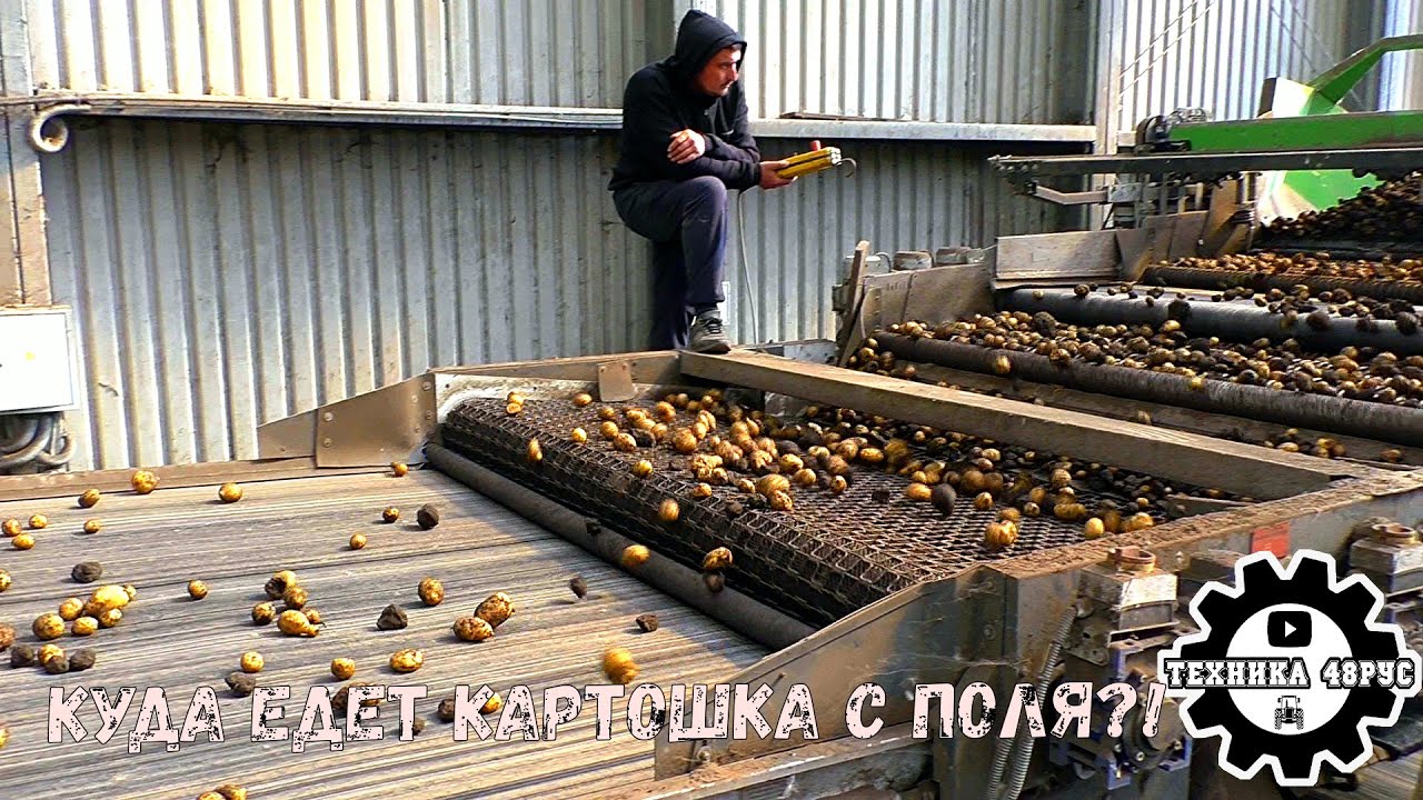 Что происходит с картошка после уборки: сортировка, фасовка... Один день на картофелехранилище