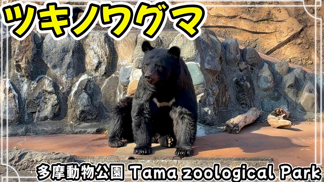 ツキノワグマ 多摩動物公園 / Asian Black Bear (Tama Zoological Park)