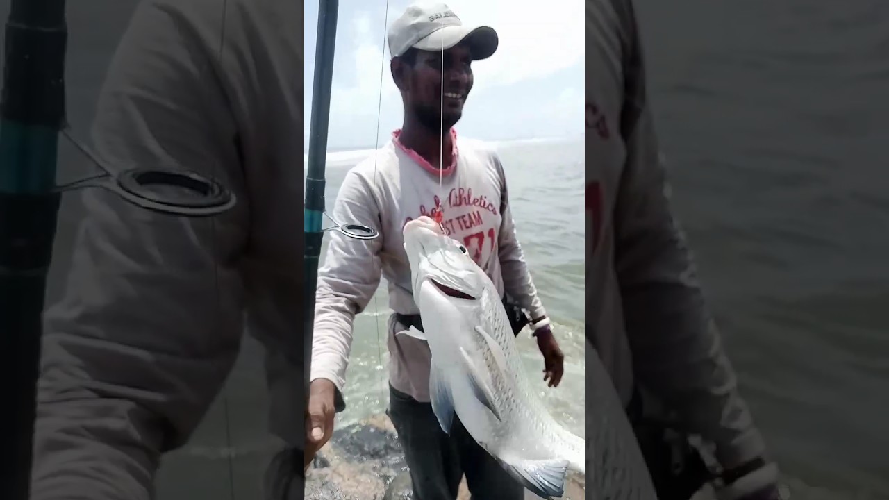 🦈Fishing Colombo | #fishing #fish #beach #fishermen #seafood #srilankanfish