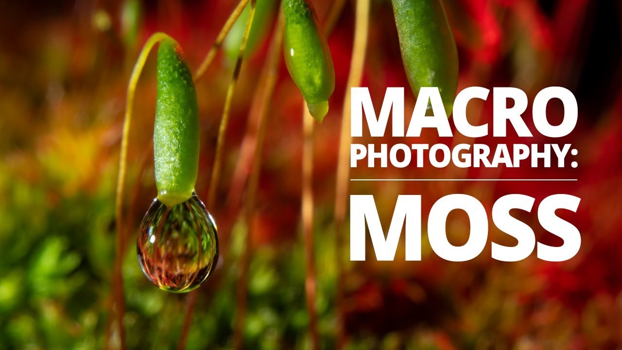 Macro MOSS with water droplets! | Macro Photography Tutorial