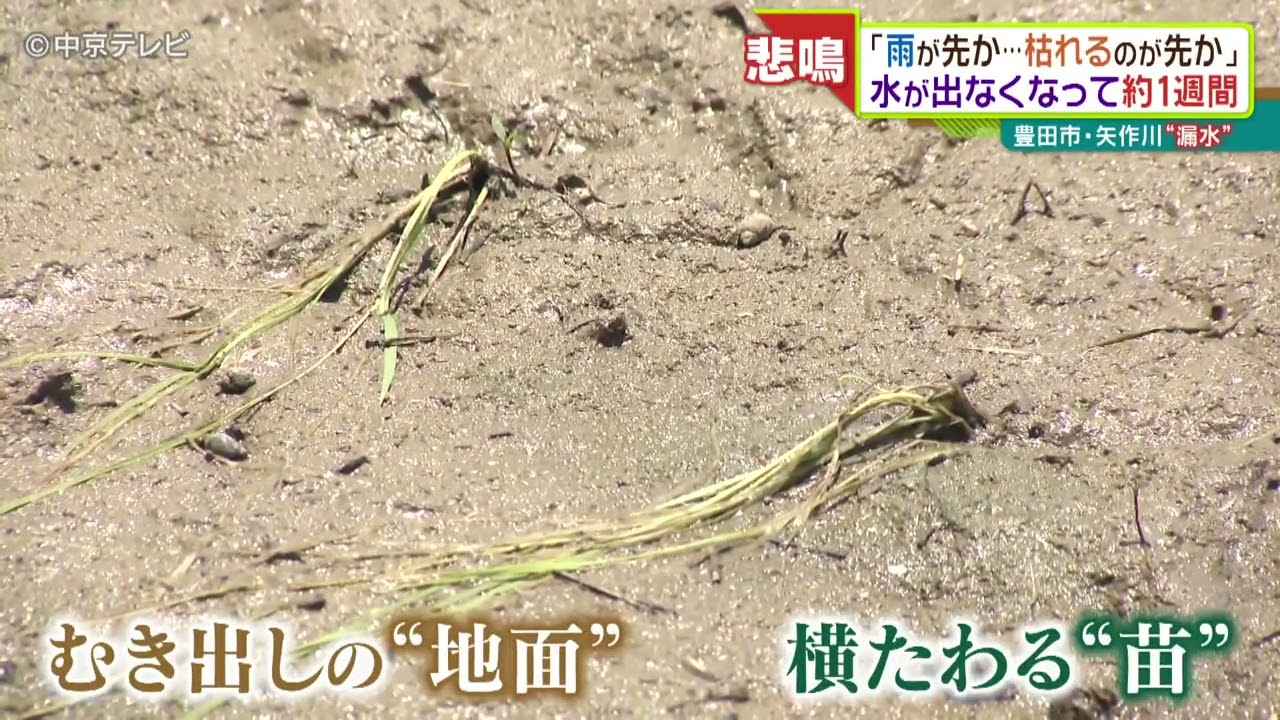 愛知・矢作川 