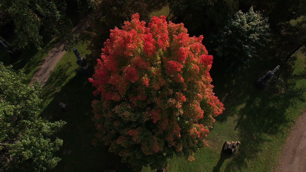 Cimetière en automne   4K