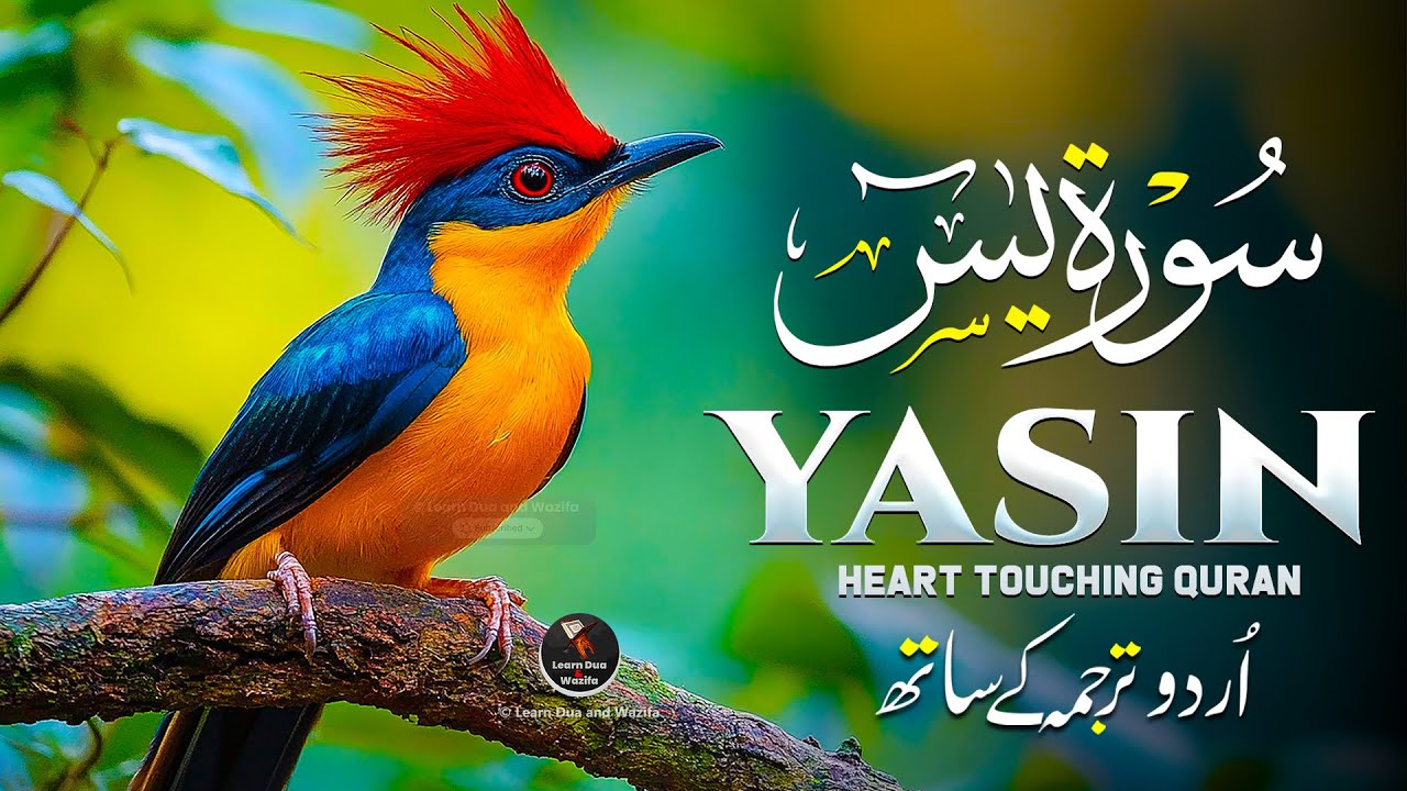 Surah Yasin (Yaseen) سورة يس | Majestic Unbelievable Quran Recitation Relaxing Voice #surahyaseen