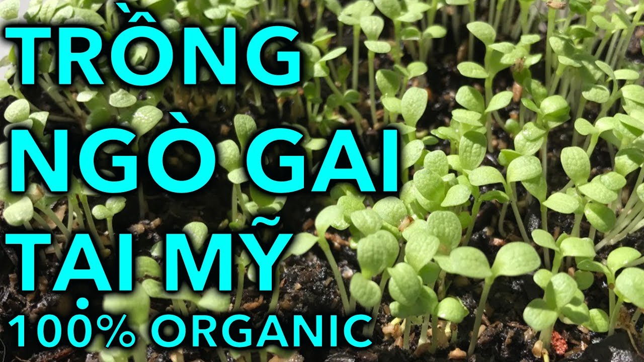 CÁCH GIEO GIỐNG CÁC LOẠI HẠT 100% NẢY MẦM TRONG VÀI NGÀY | HOW TO GROW SEEDS | Online Courses