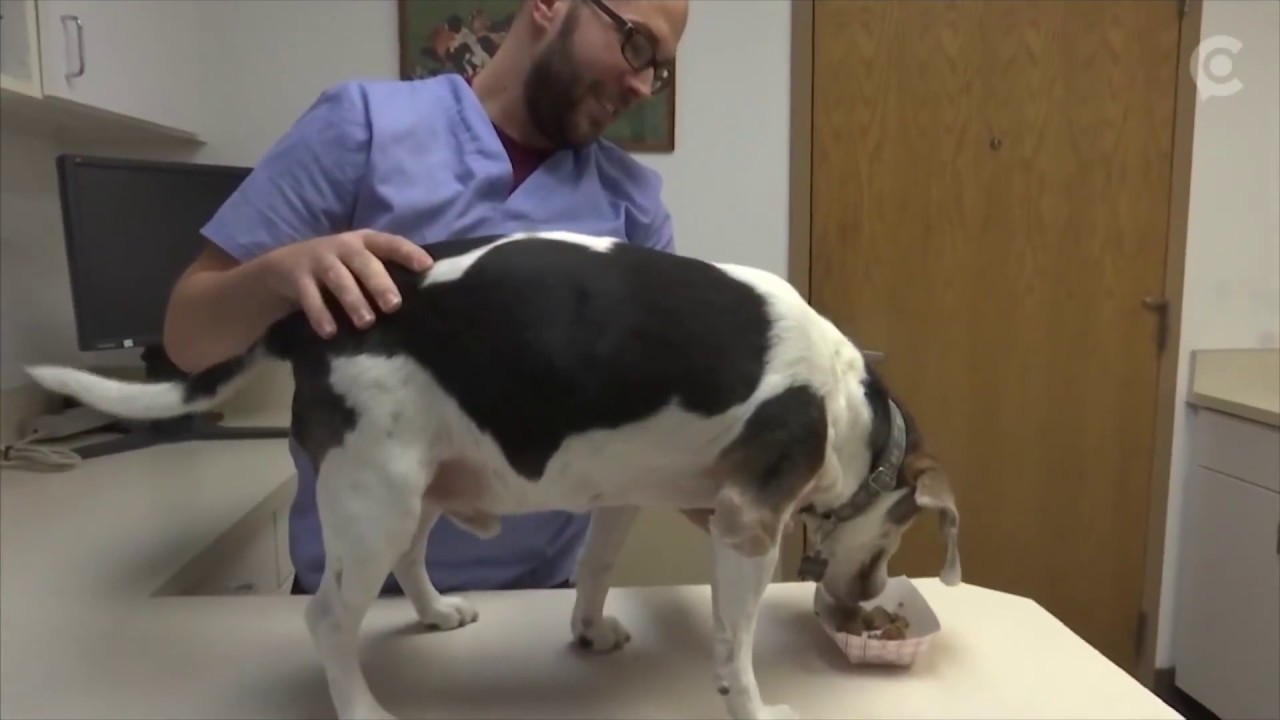 Researchers are using cannabis to treat dogs with epilepsy
