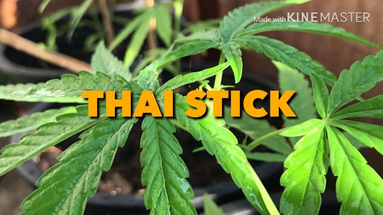 Thai Stick 1 Month [Full HD]