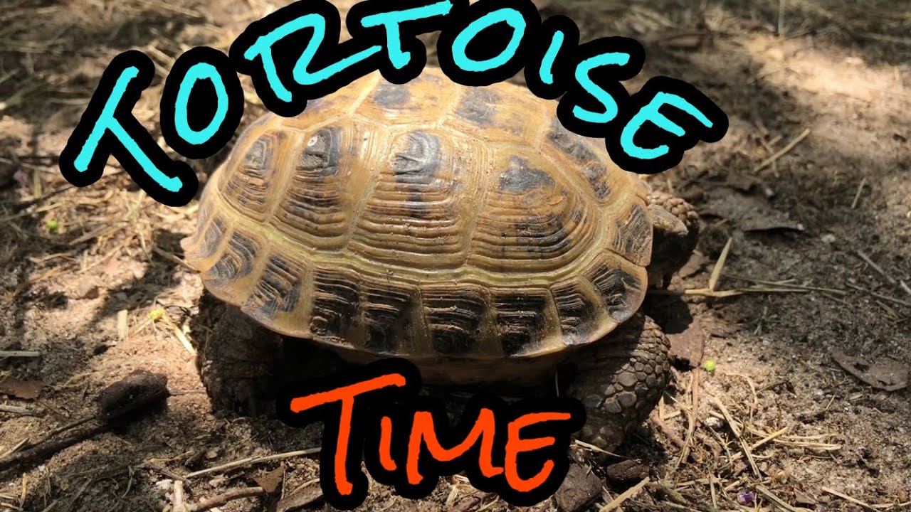 Tortoise time part 1