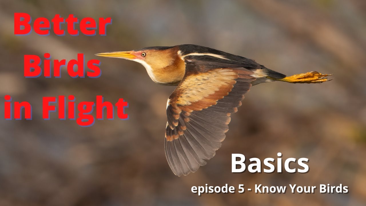 Photographing Birds in Flight - Part 5 (Knowing your Birds)